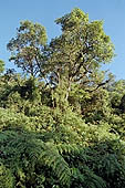 The cloud forest near the Cock of the Rock leks in the Manu reserve 